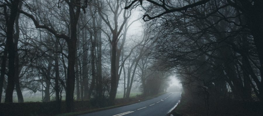 asphalt road between tall trees