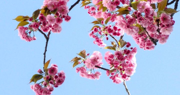 low angle view of pink flowers against blue sky